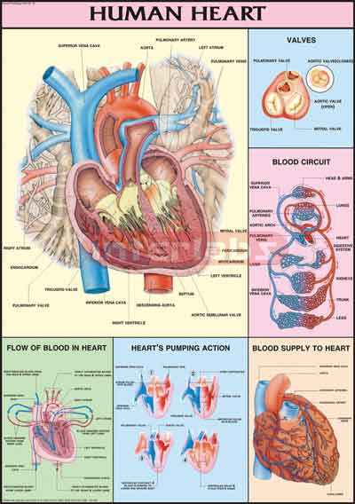 Human Heart